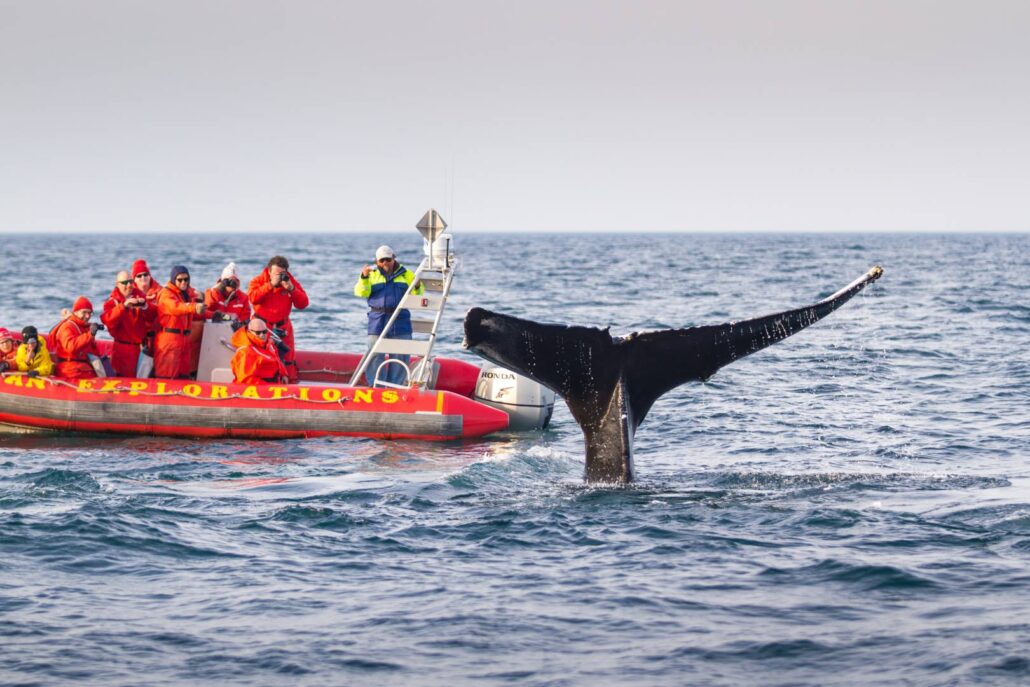 whale watching tours halifax ns