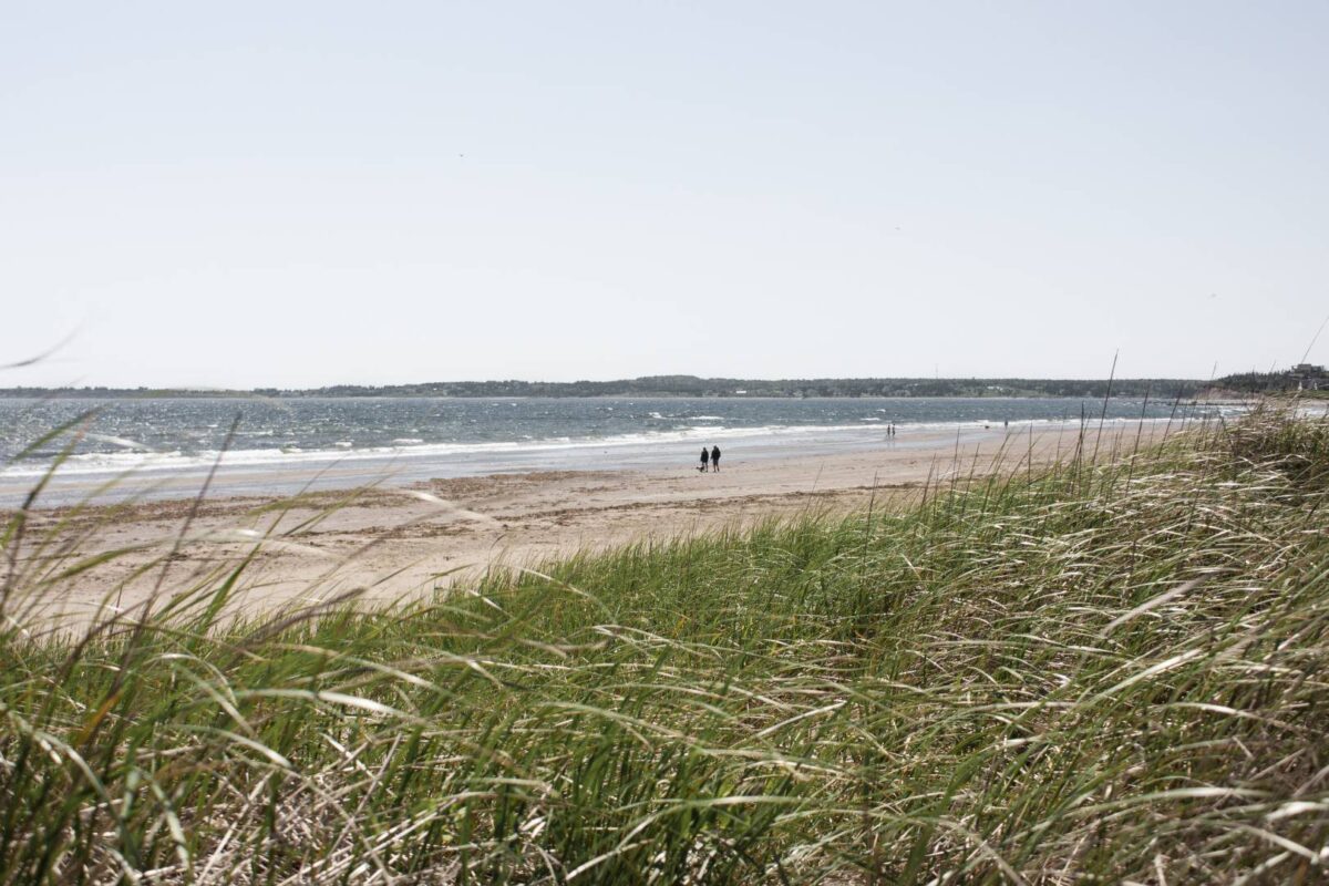 11 Facts About Sable Island That Might Surprise You - Discover Halifax