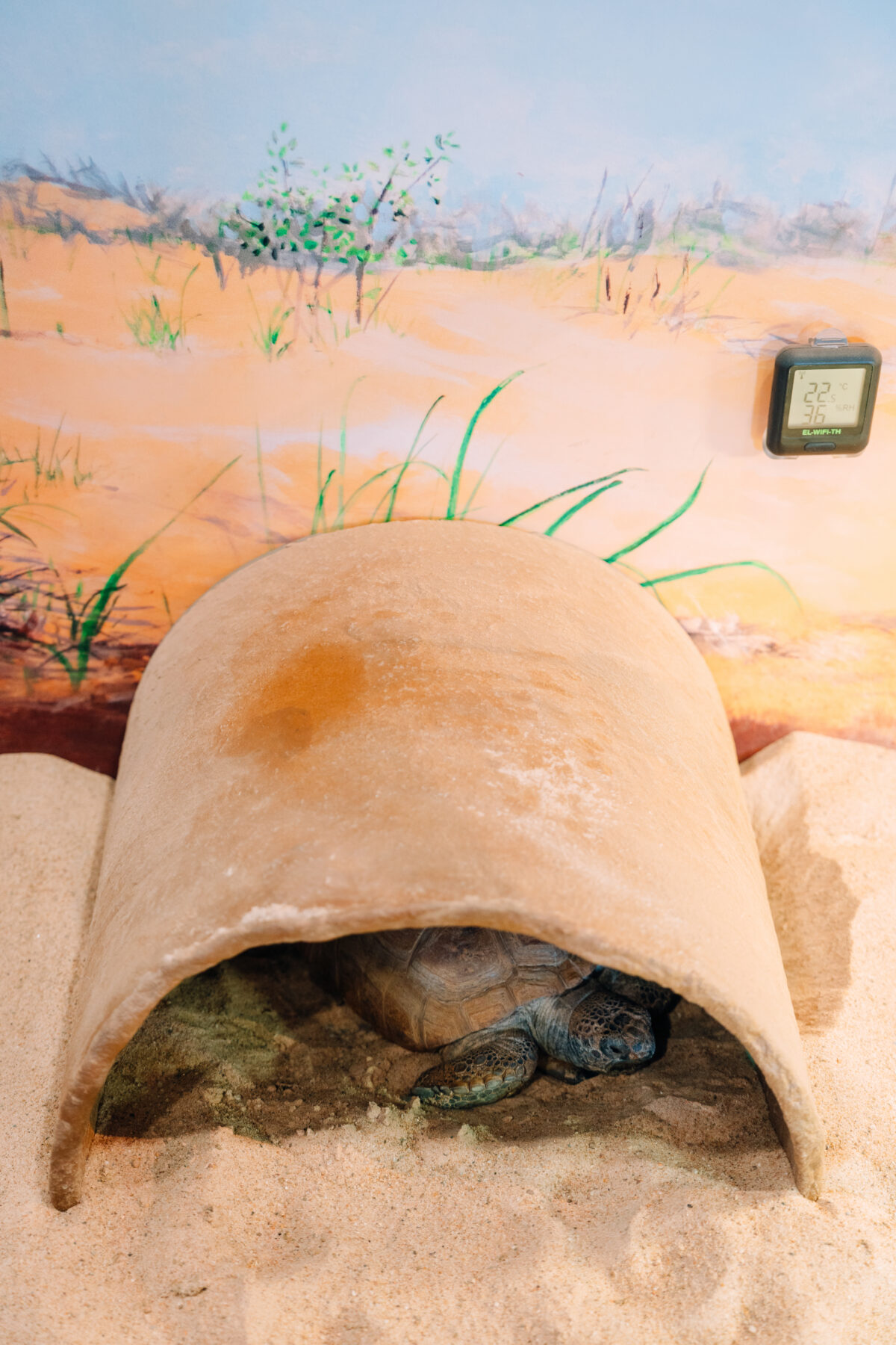 Gus the gopher tortoise inside his enclosure at the Museum of Natural History in Halifax.