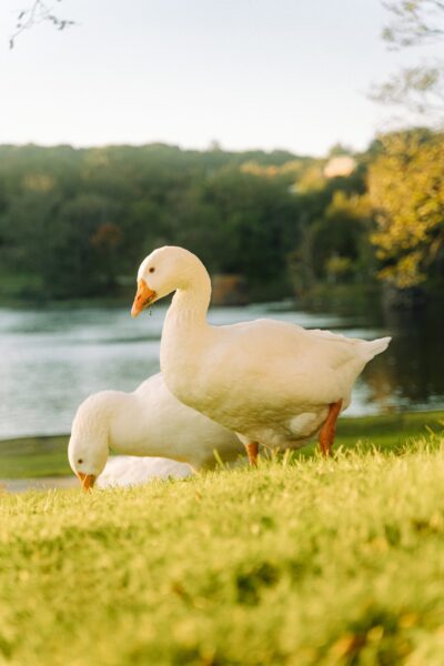 Downtown Dartmouth Daycation image