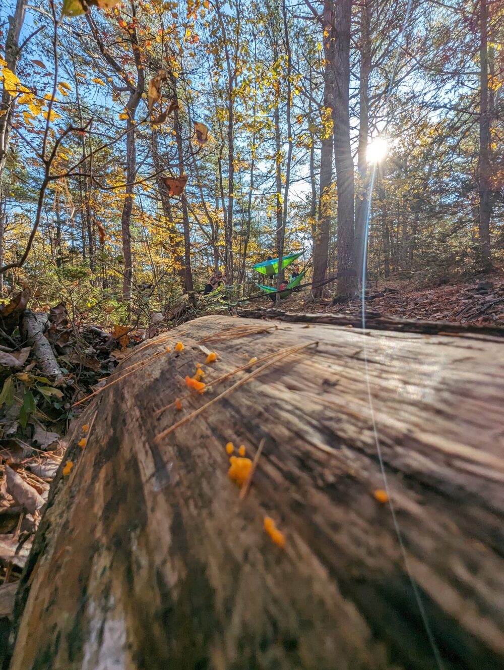 Wild Child Forest School image