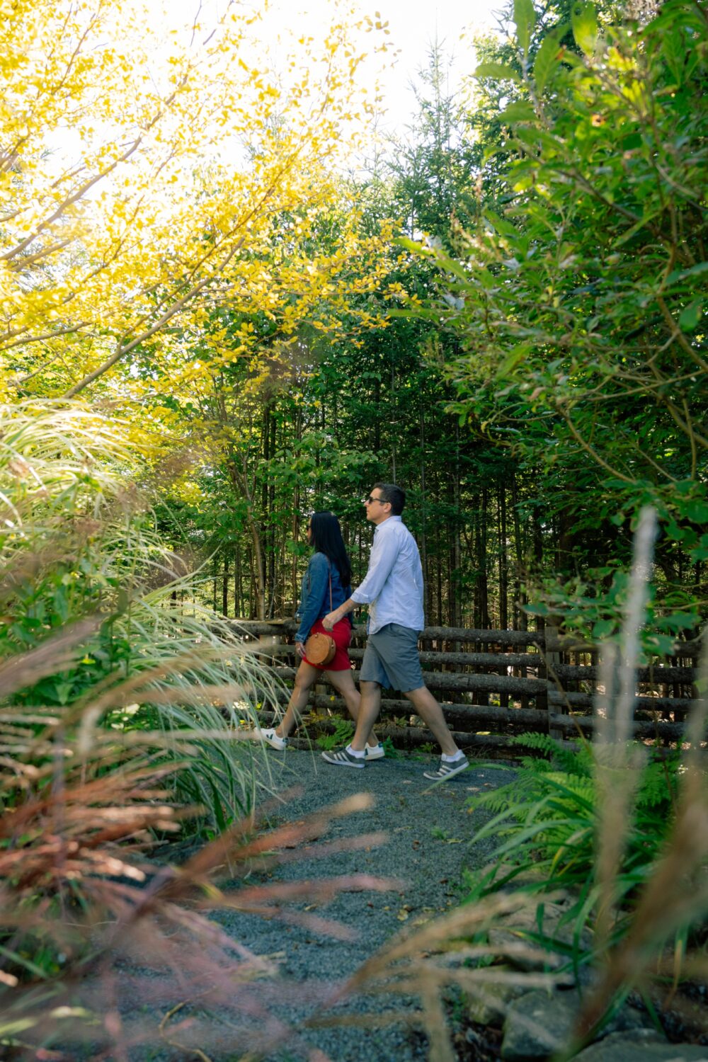 Harbour Breezes Daylilies image