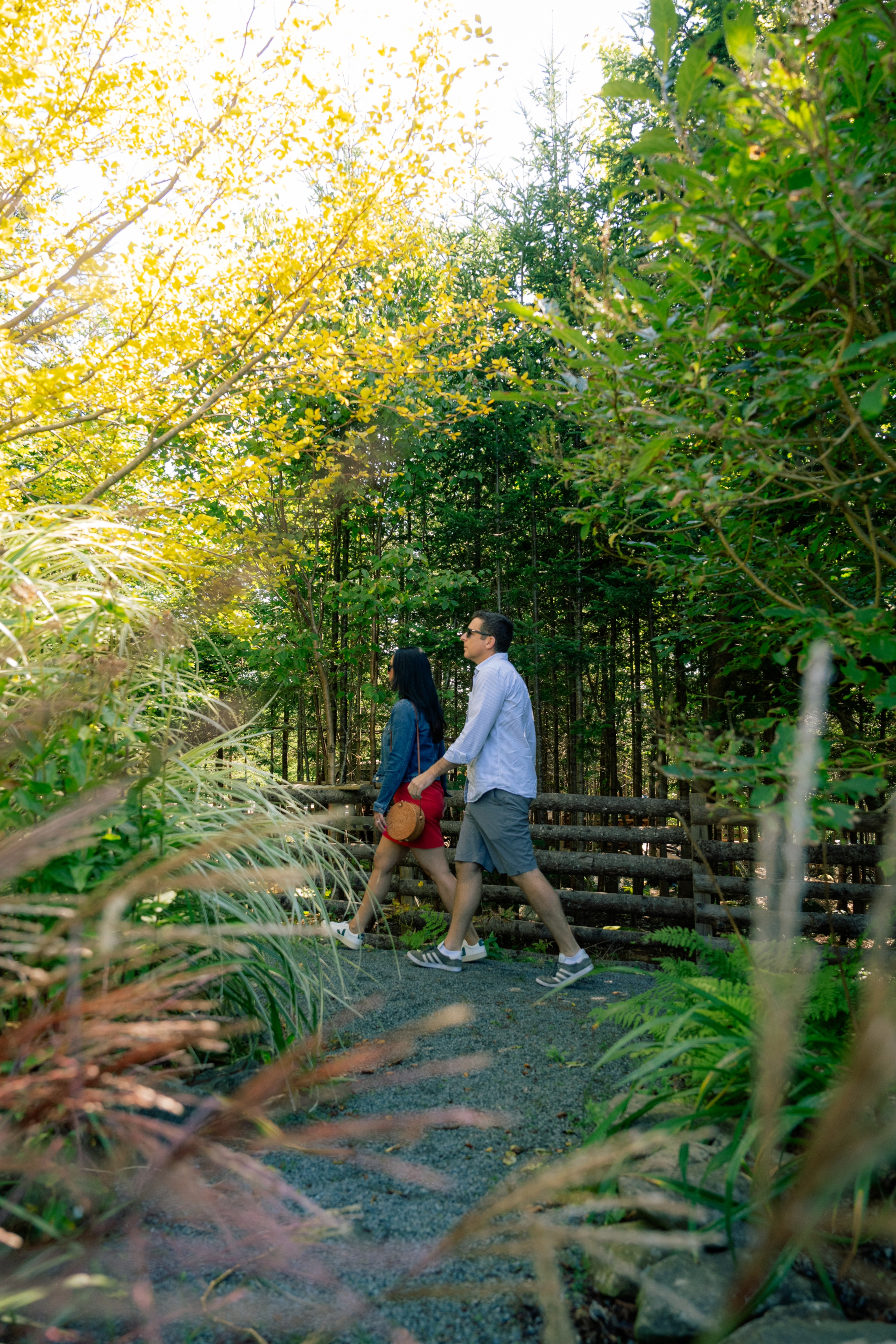 Harbour Breezes Daylilies - Discover Halifax