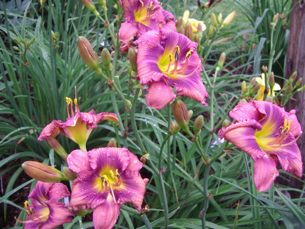 Harbour Breezes Daylilies - Discover Halifax