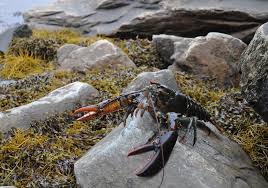 Tangier Lobster gallery image