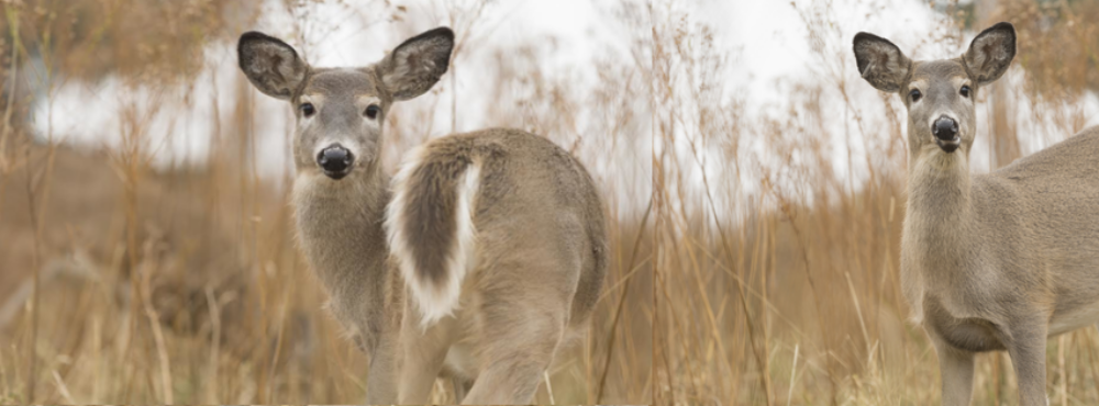 Hope for Wildlife Annual Open House image