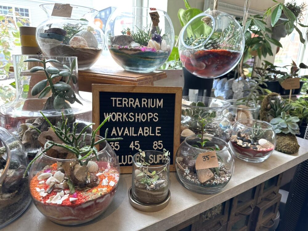 Audrey's Little Shop of Plants image