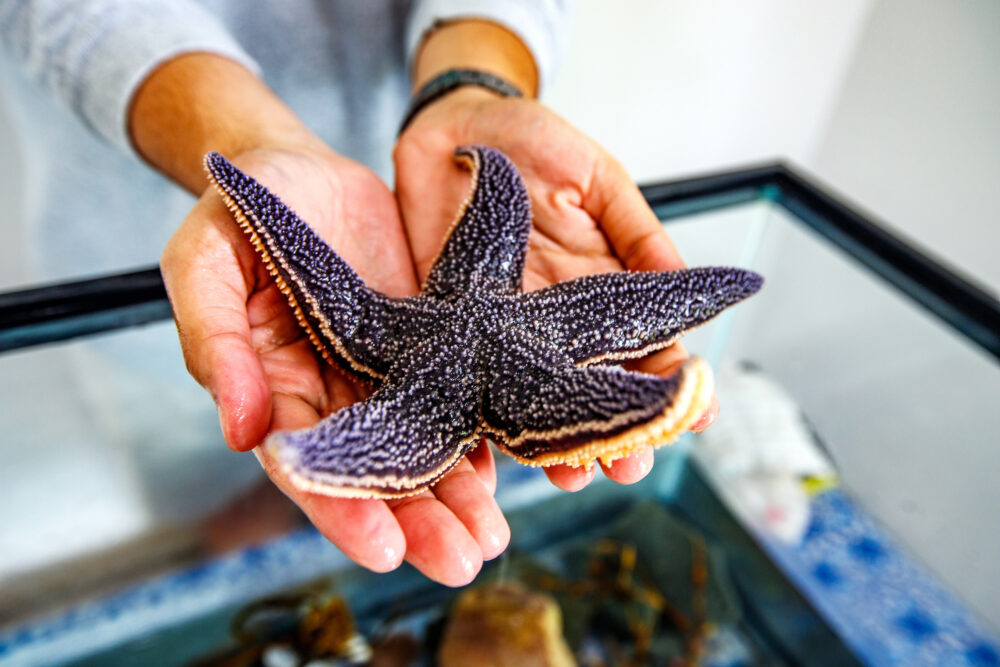 Back to the Sea Society image