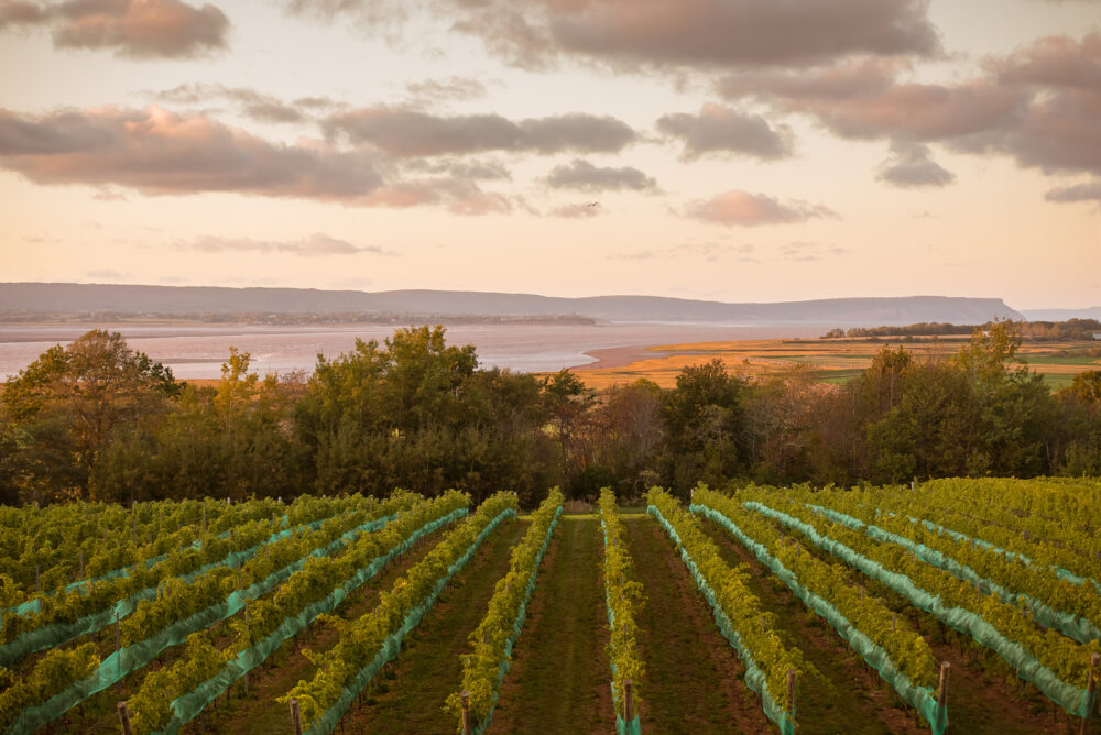 Grape Escapes Nova Scotia Wine Tours image