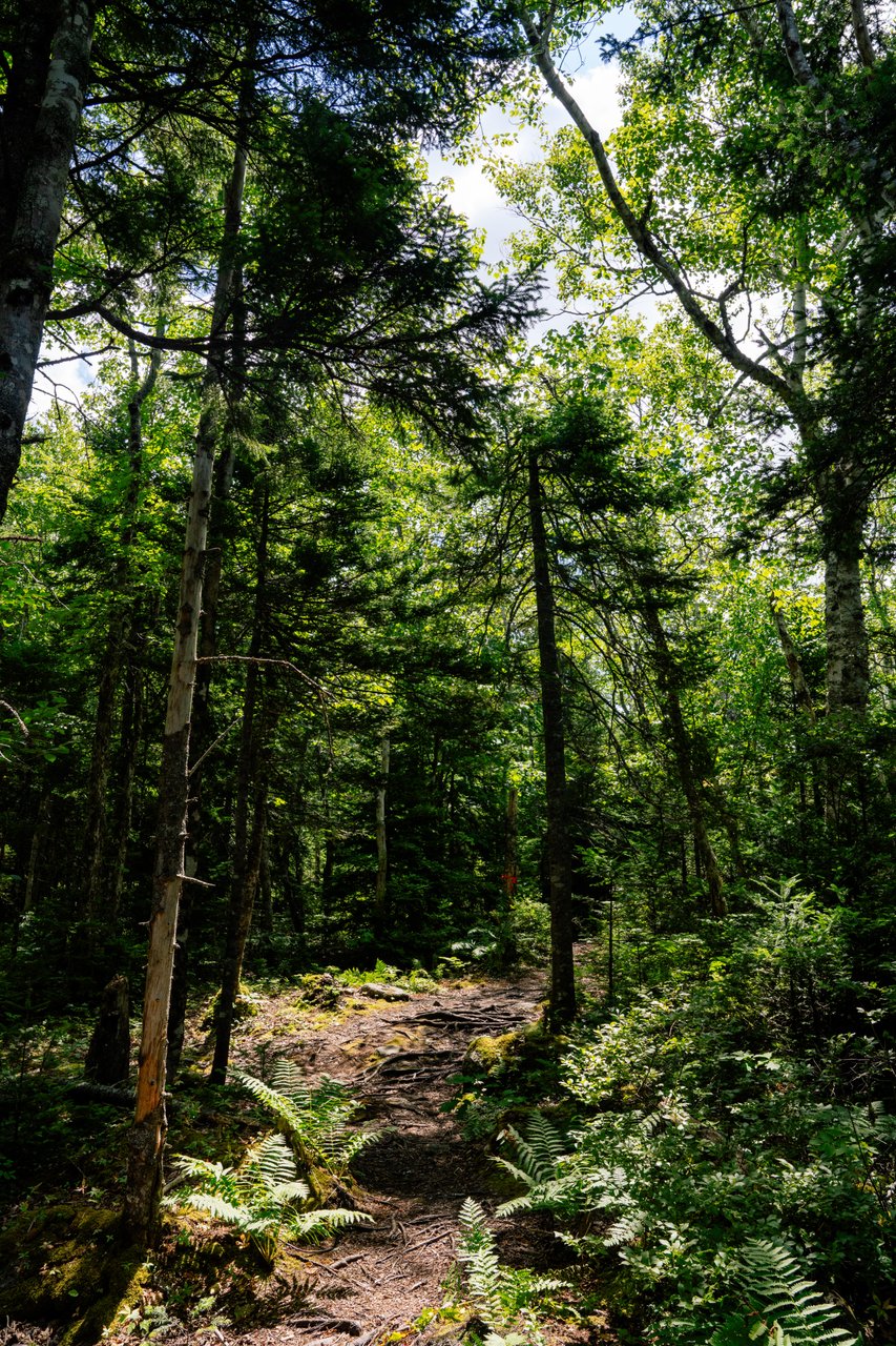 Blue Mountain-Birch Cove Lakes Wilderness Area gallery image