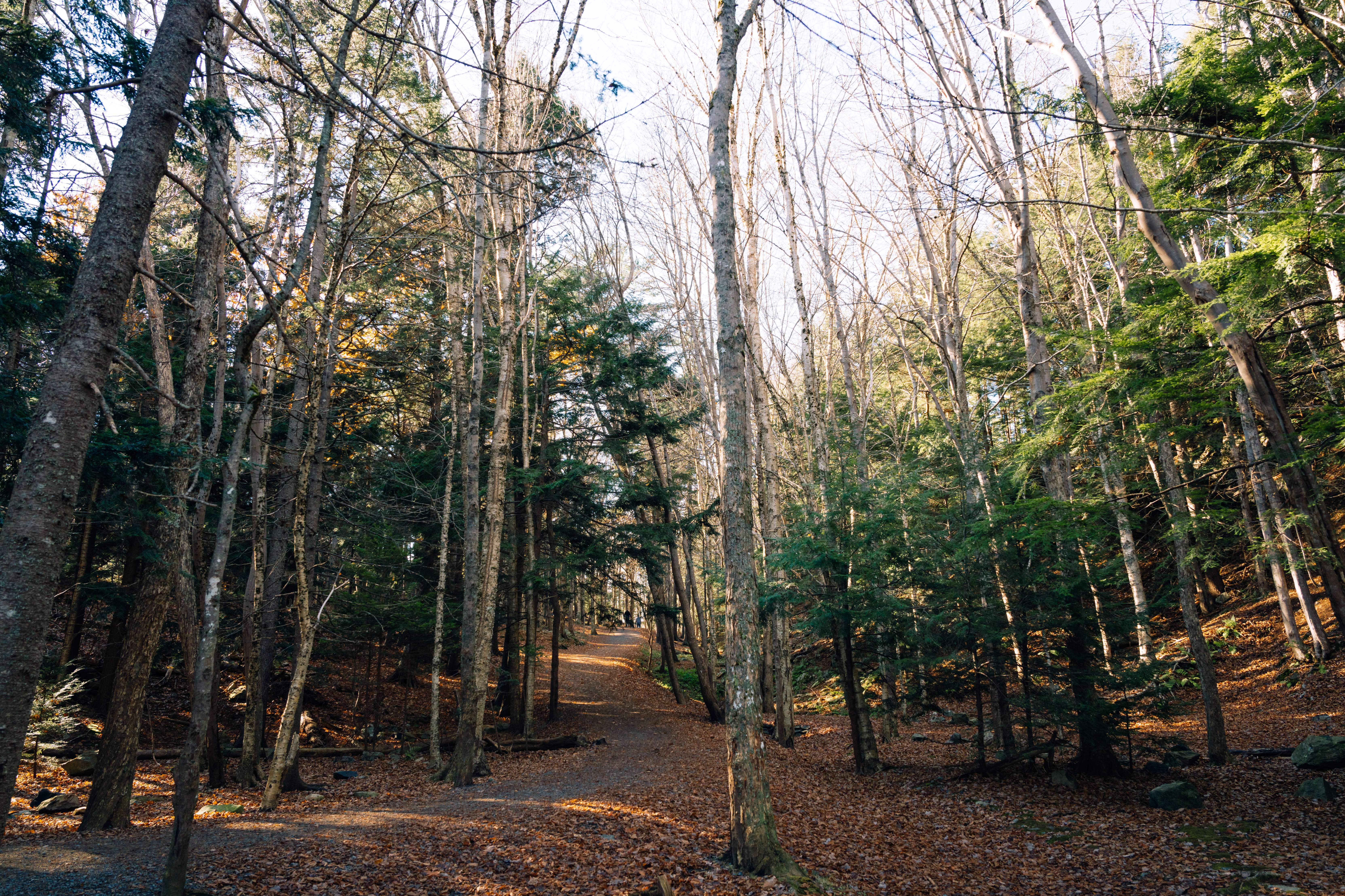 Hemlock Ravine Park gallery image