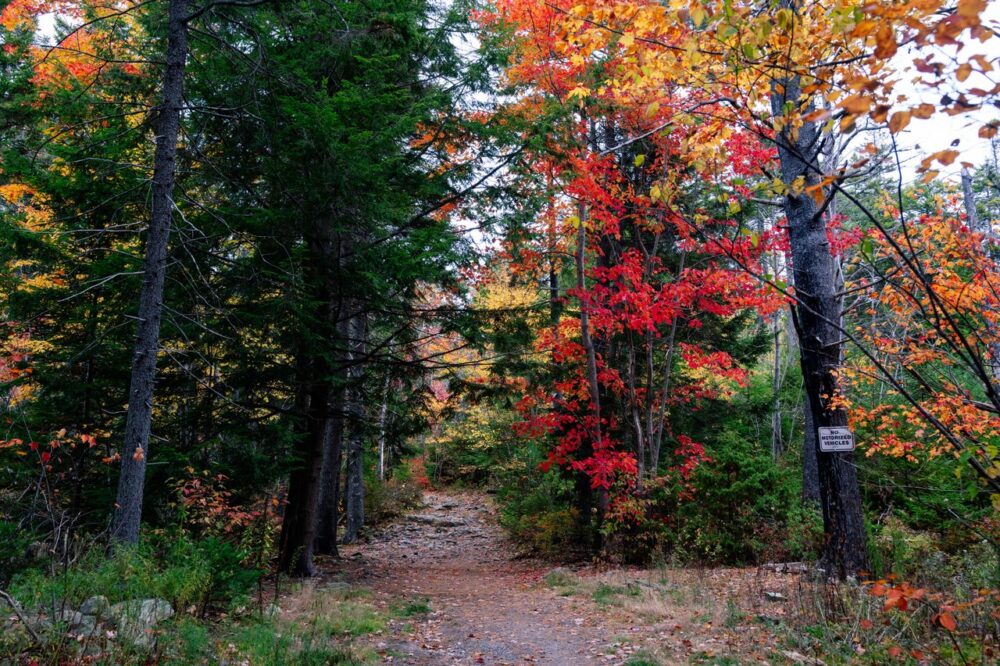 Jack Lake Trail image