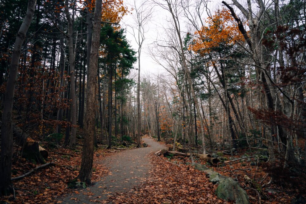 Shaw Wilderness Park image