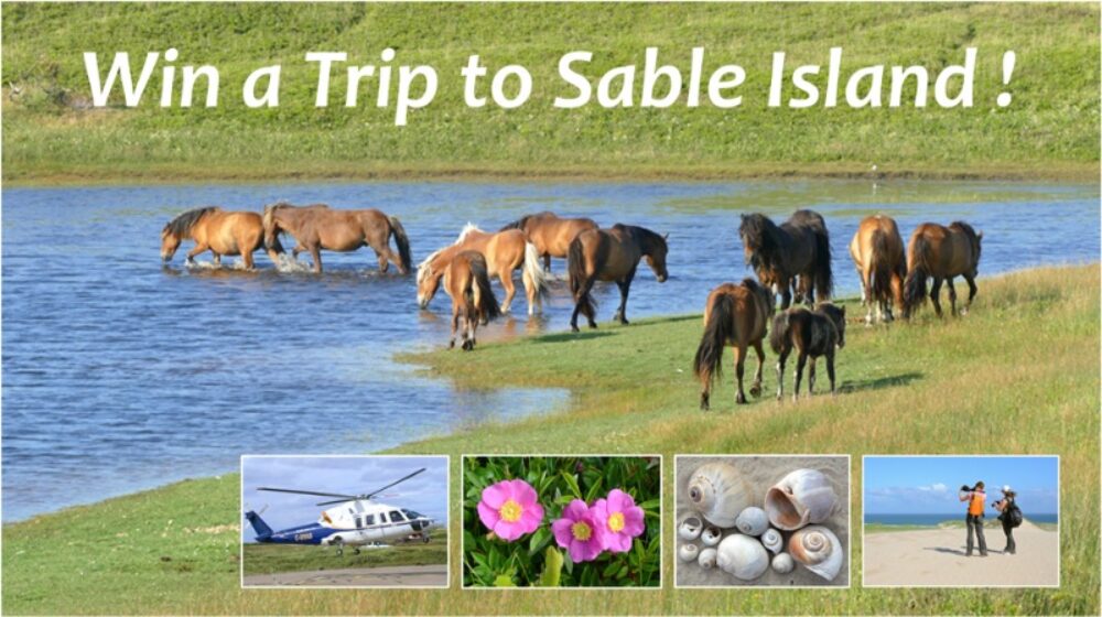 Raffle for Trips to Sable Island image
