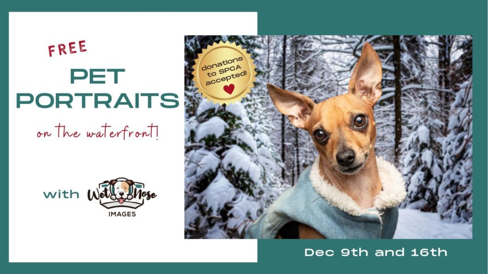 Free Pet Portraits on the Waterfront with Wet Nose Images image
