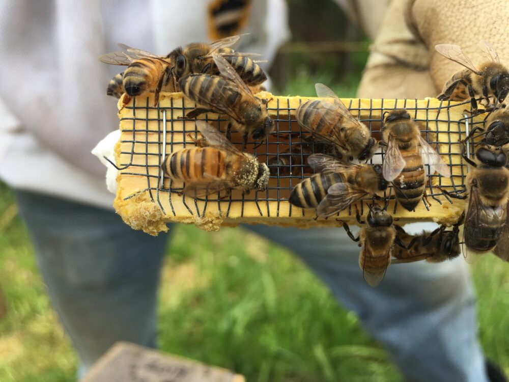 Soggy Owl Acres image