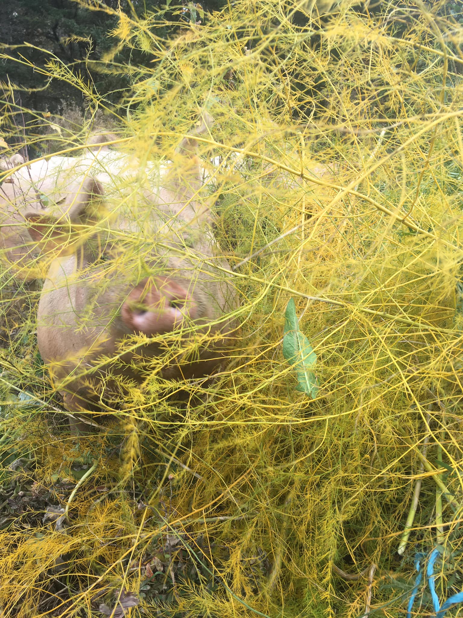 Soggy Owl Acres gallery image