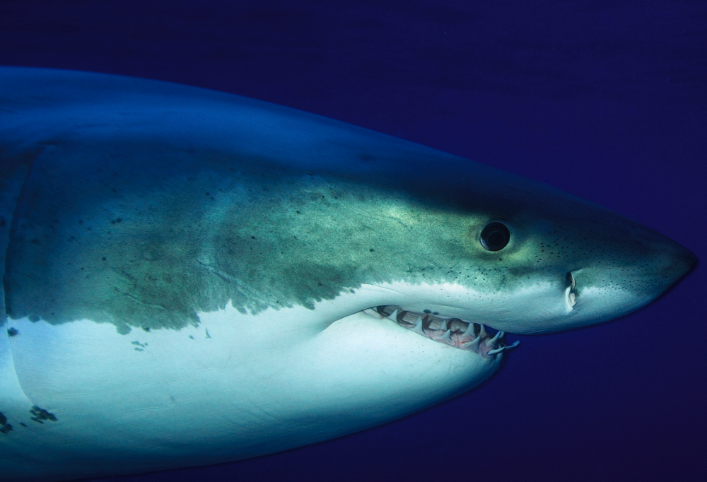 Atlantic Shark Expeditions image