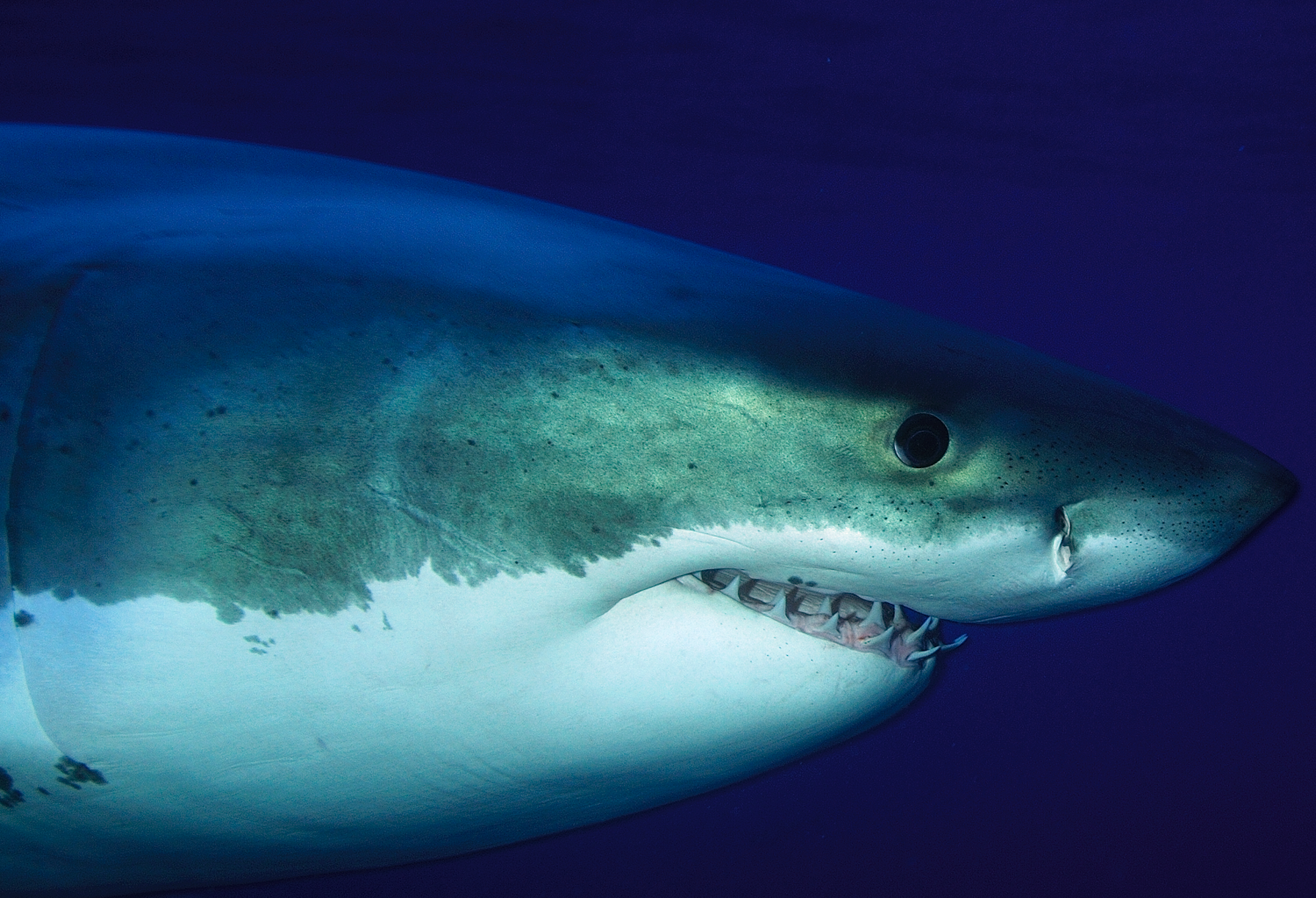 Atlantic Shark Expeditions gallery image