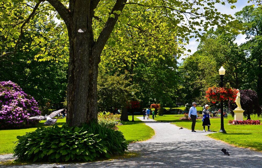 Public Gardens Concert Series - Rose Nadira image