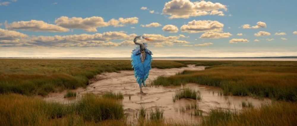 Exhibition: Graeme Patterson Strange Birds image