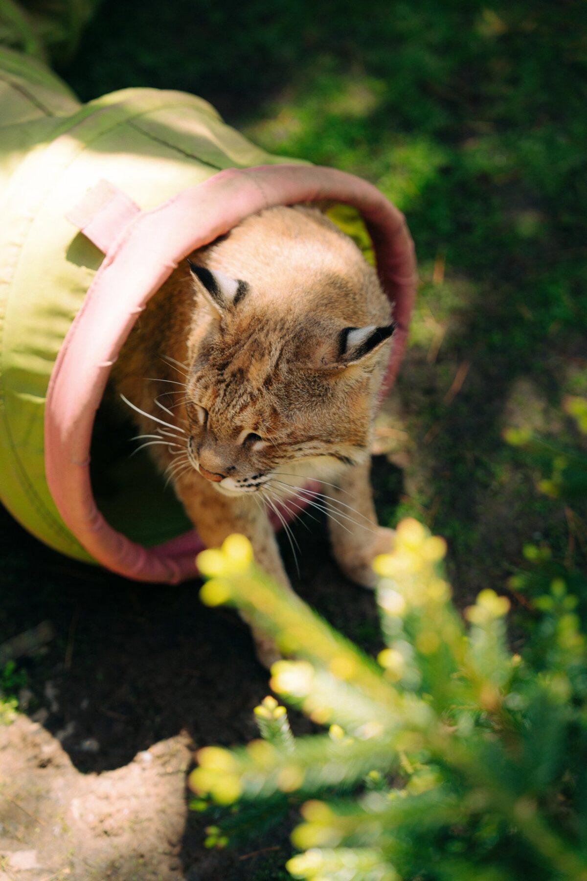 Hope for Wildlife on Nova Scotia's Eastern Shore. Jessie the Bobcat is featured in the photo