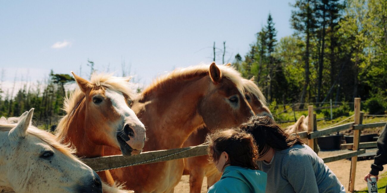 Ataraxy Farm on Nova Scotia's Eastern Shore. Free thing to do.