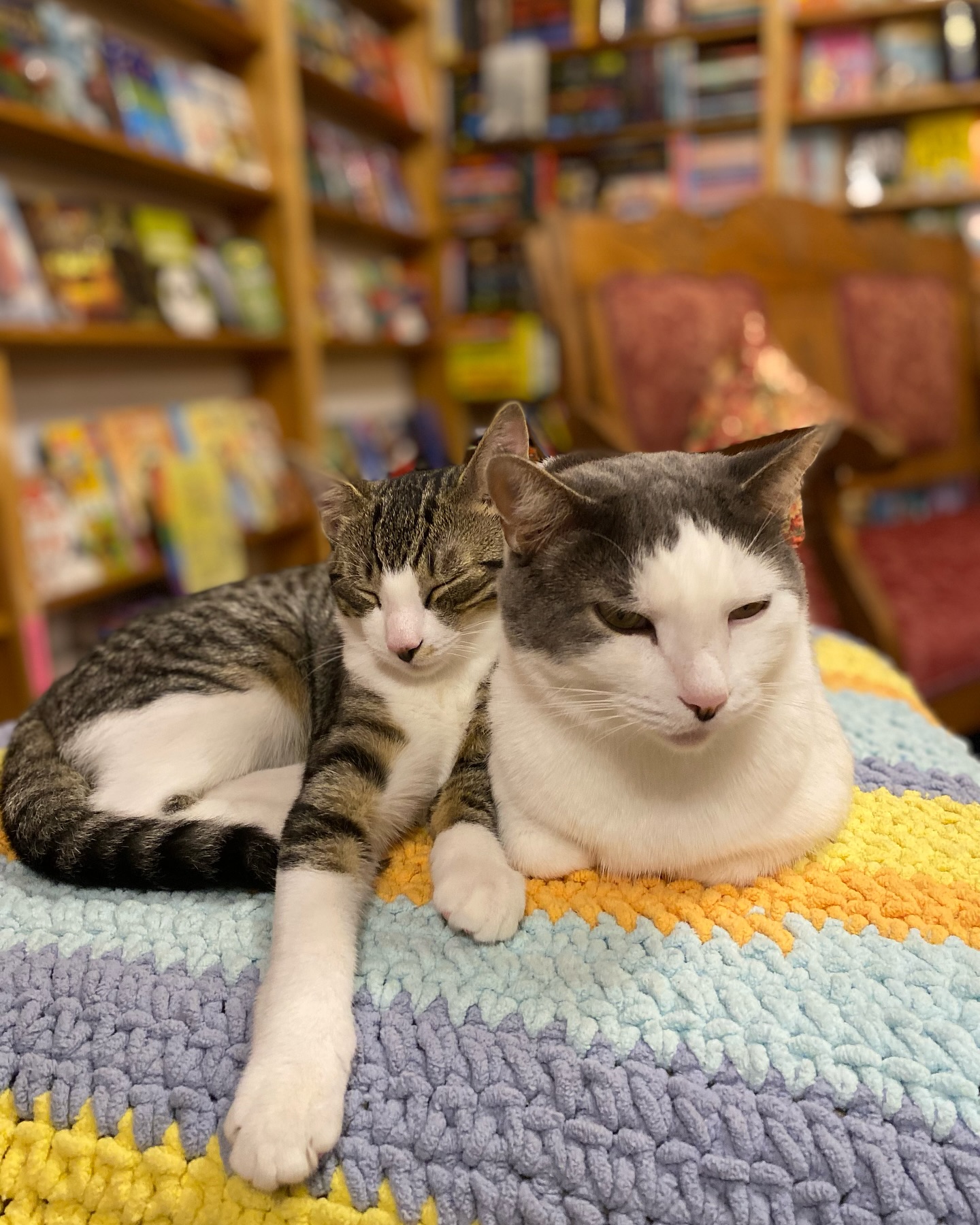 Otis & Clementine’s Books & Cats gallery image