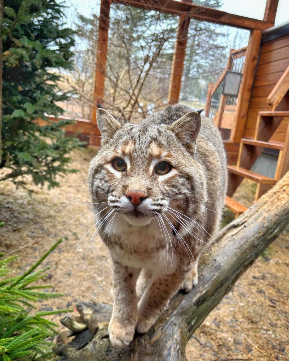 Hope for Wildlife's Annual Open House image