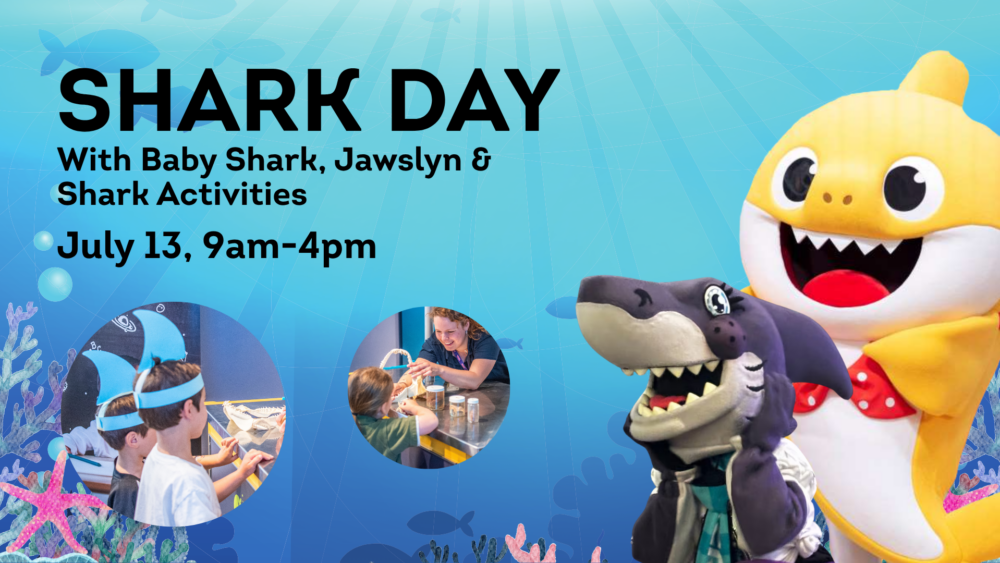 Shark Day at Discovery Centre image