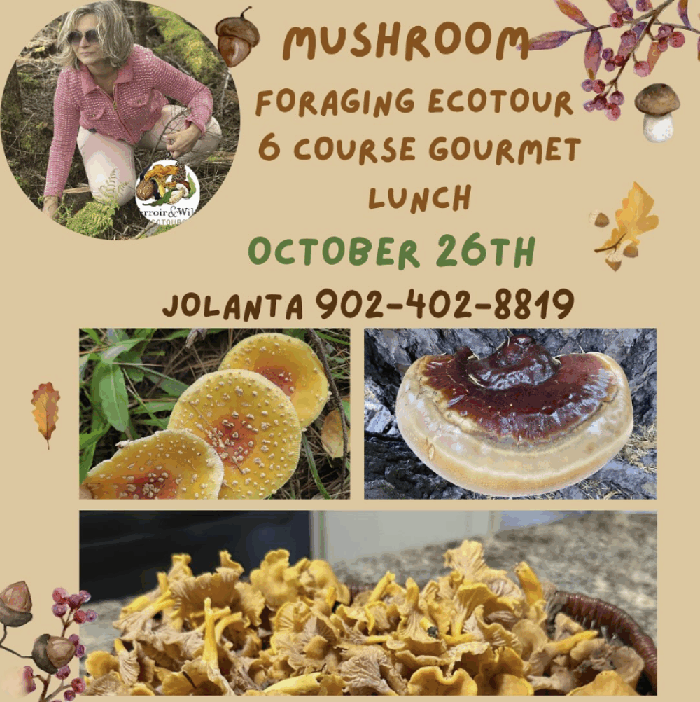 Mushroom Ecotour with Gourmet Lunch image