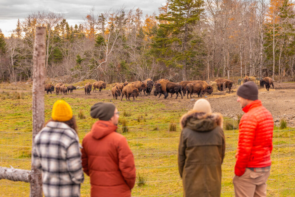 Bison Farm Adventure: Stay, Tour & Dine image