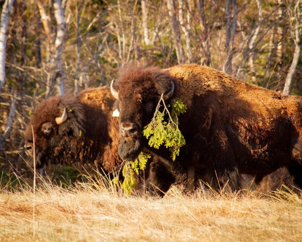 The Wisdom of the Plants & The Spirit of the Bison image
