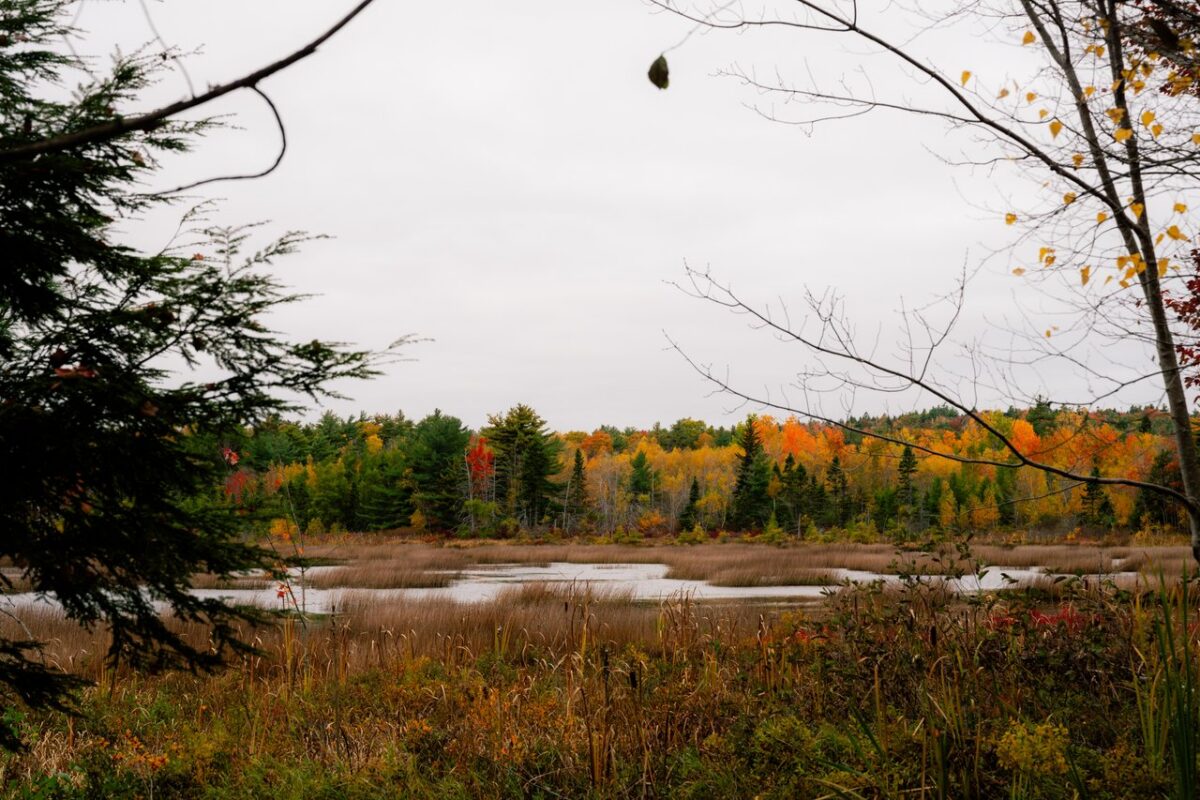 Wetland surrounded by colourful fall foliage at McDonald Sports Park in the Halifax Airport Area.