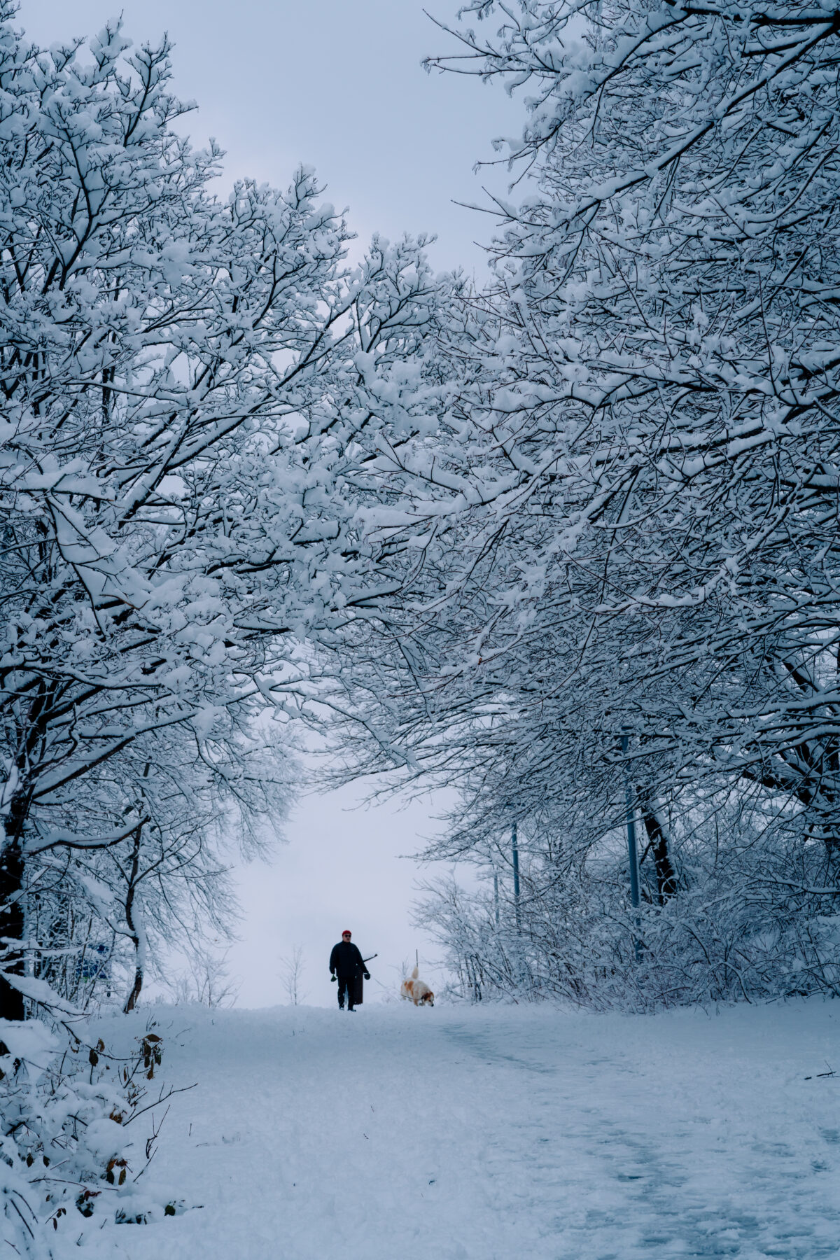 Person walking a dog along a snow-covered trail in Halifax, Nova Scotia, surrounded by trees heavy with fresh winter snow