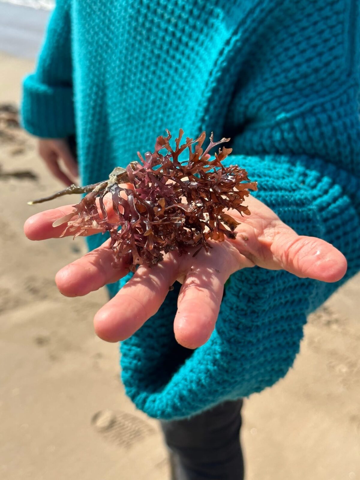 Person holding freshly foraged seaweed during a guided experience with Terroir & Wild Ecotours near Halifax, Nova Scotia