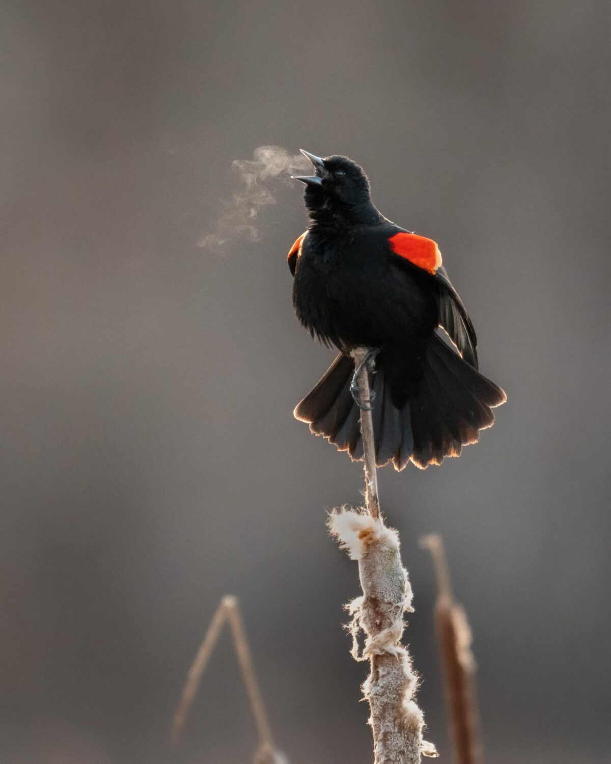 Red-winged blackbird perched on a cattail, singing with visible breath in cool air in Halifax, Nova Scotia