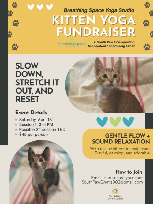 Kitten Yoga Fundraiser for South Paw Conservation Association image