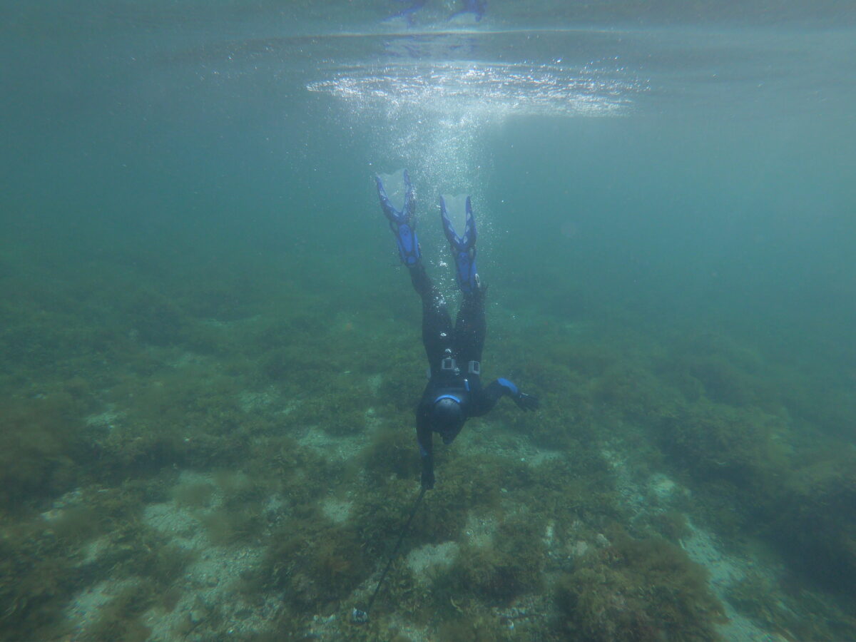 Underwater view in Terence Bay, Nova Scotia, showing Saltwater Sean in a black wetsuit and blue fins descending headfirst toward the rocky seabed, with sunlight shimmering on the surface above and patches of seaweed visible below in the clear green-blue water.