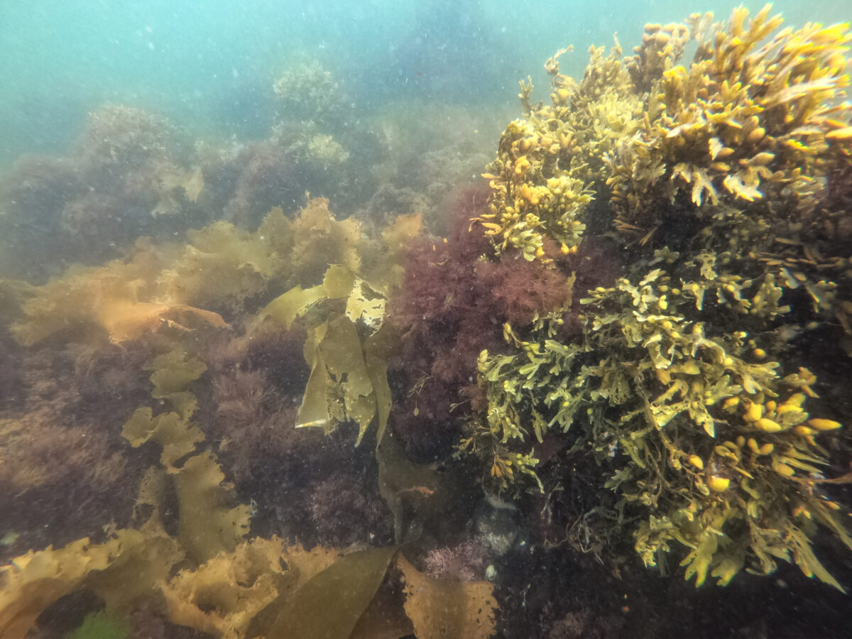 Underwater view at Black Rock Beach in Halifax, showing dense seaweed and marine vegetation in shades of green, yellow, and reddish-purple growing over rocky surfaces, with sunlight filtering through the water above.