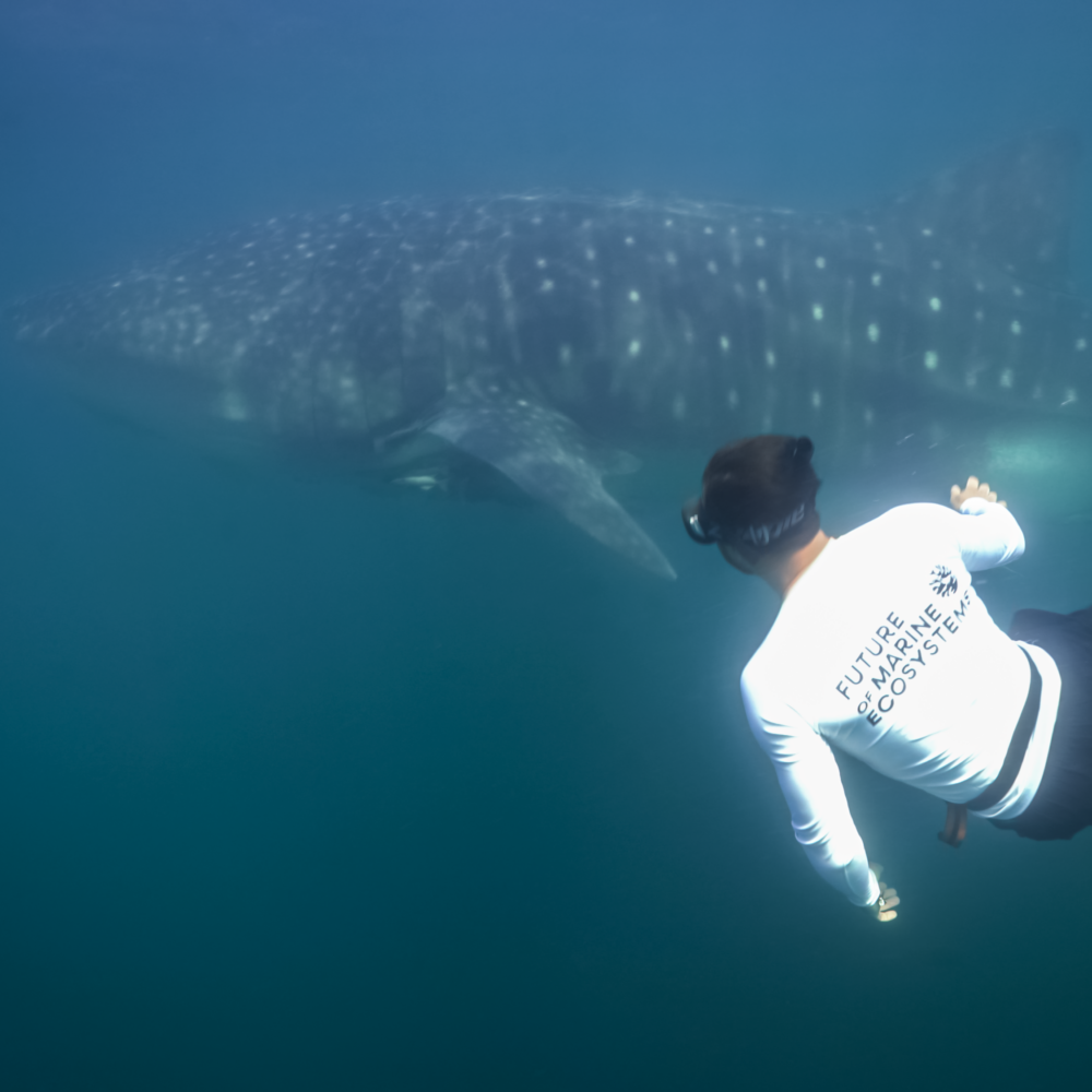 Public Lecture Night at Beaty Centre - Sharks image