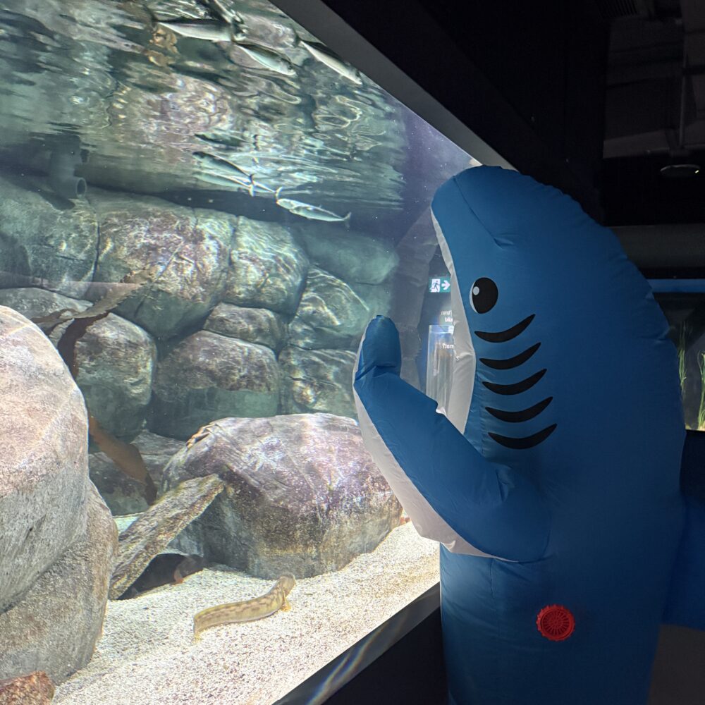 Shark Weekend Celebration image