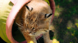 Meet the Animals at Hope for Wildlife image