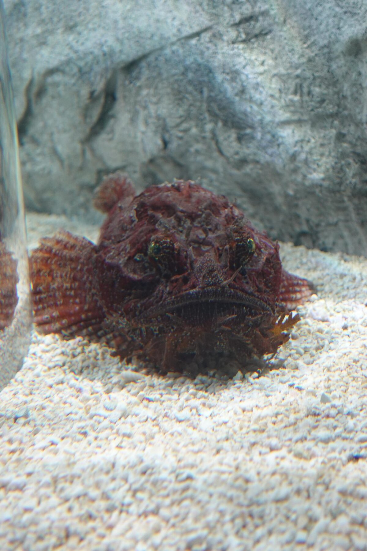 Red fish resting on the aquarium floor.