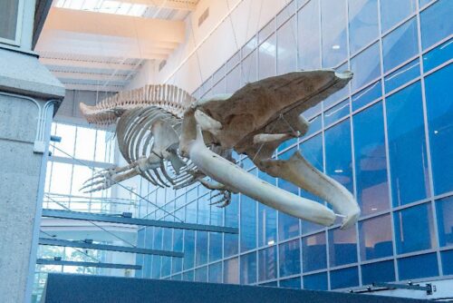 Public Lecture Night – Blue Whale with Dr. Chris Harvey-Clark at Beaty Centre for Marine Biodiversity image